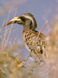 Tockus nasutus, African Grey Hornbill, female