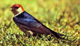 Hirundo cucullata, Greater Striped Swallow