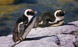 Spheniscus demersus, Jackass Penguin