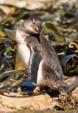 Spheniscus demersus, Jackass Penguin, juvenile