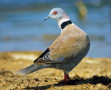 Streptopelia decipiens, Mourning Collared-dove