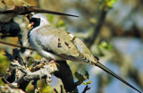 Oena capensis, Namaqua Dove, male
