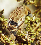 Philetairus socius, Sociable Weaver