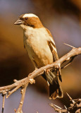 Plocepasser mahali, White-browed Sparrow-weaver