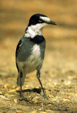 Lanioturdus torquatus, Chatshrike