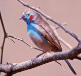 Uraeginthus bengalus, Red-cheeked Cordonbleu, male