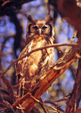 Bubo lacteus, Giant Eagle Owl