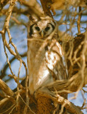 Bubo lacteus, Giant Eagle Owl, immature