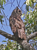 Bubo lacteus, Giant Eagle Owl