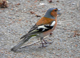 Fringilla coelebs, Eurasian Chaffinch