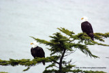 Bald Eagles