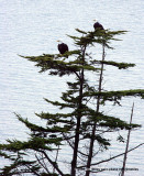 Bald Eagles