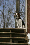 Dogs-1.jpg