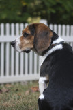 Dogs-10.jpg
