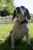 Dogs-20.jpg