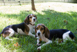Dogs-22.jpg