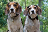 Dogs-26.jpg