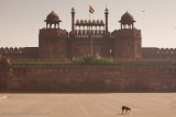 Delhi-8.jpg