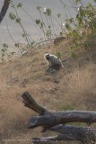 Bandhavgarh National Park-122.jpg