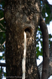 Bandhavgarh National Park-369.jpg