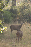 Bandhavgarh National Park-372.jpg