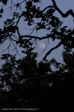 Bandhavgarh National Park-444.jpg