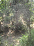 Bandhavgarh Tigers-176.jpg