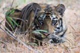 Bandhavgarh Tigers-216.jpg