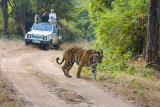 Bandhavgarh Tigers-236.jpg