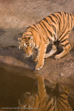 Bandhavgarh Tigers-30.jpg