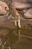 Bandhavgarh Tigers-38.jpg