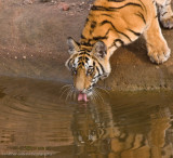 Bandhavgarh Tigers-46-2.jpg