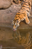 Bandhavgarh Tigers-46.jpg
