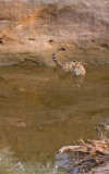 Bandhavgarh Tigers-71.jpg