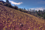Sunset Crater Arizona-29-30 HDR.jpg