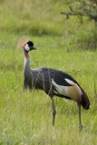 Uganda Birds-17.jpg