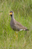 Uganda Birds-19.jpg