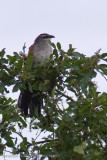 Uganda Birds-34.jpg