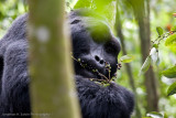 Bwindi Mountain Gorilla-103.jpg