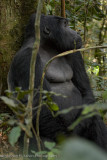 Bwindi Mountain Gorilla-547.jpg