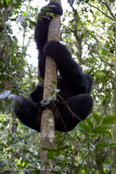 Bwindi Mountain Gorilla-583-Edit.jpg