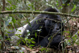 Bwindi Mountain Gorilla-717.jpg