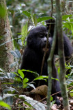 Bwindi Mountain Gorilla-742.jpg