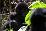 Bwindi Mountain Gorilla-809.jpg