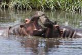 Tanzania Animals-145.jpg