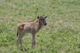 Tanzania Wildebeest-9.jpg