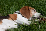 Lucy 2009-48.jpg