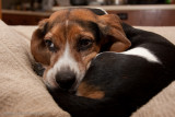 Spike 2009-1.jpg