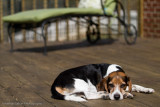 Spike 2010-64.jpg