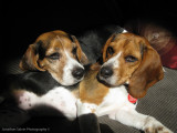 Spike 2010-78.jpg